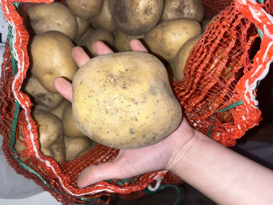 Продаю свежий крупный картофель