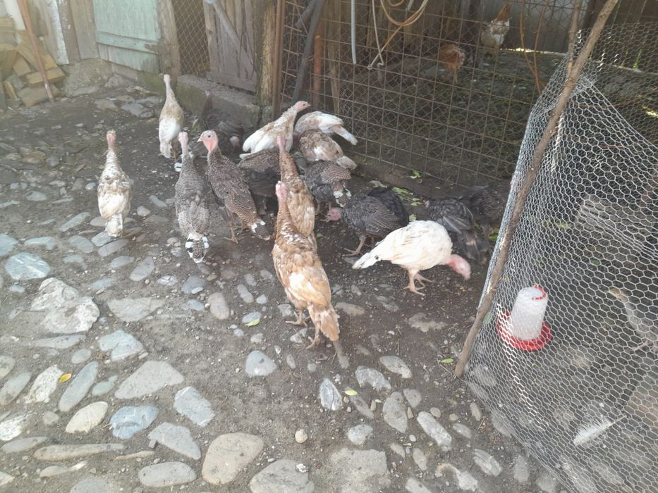 Pui de curcă de vânzare