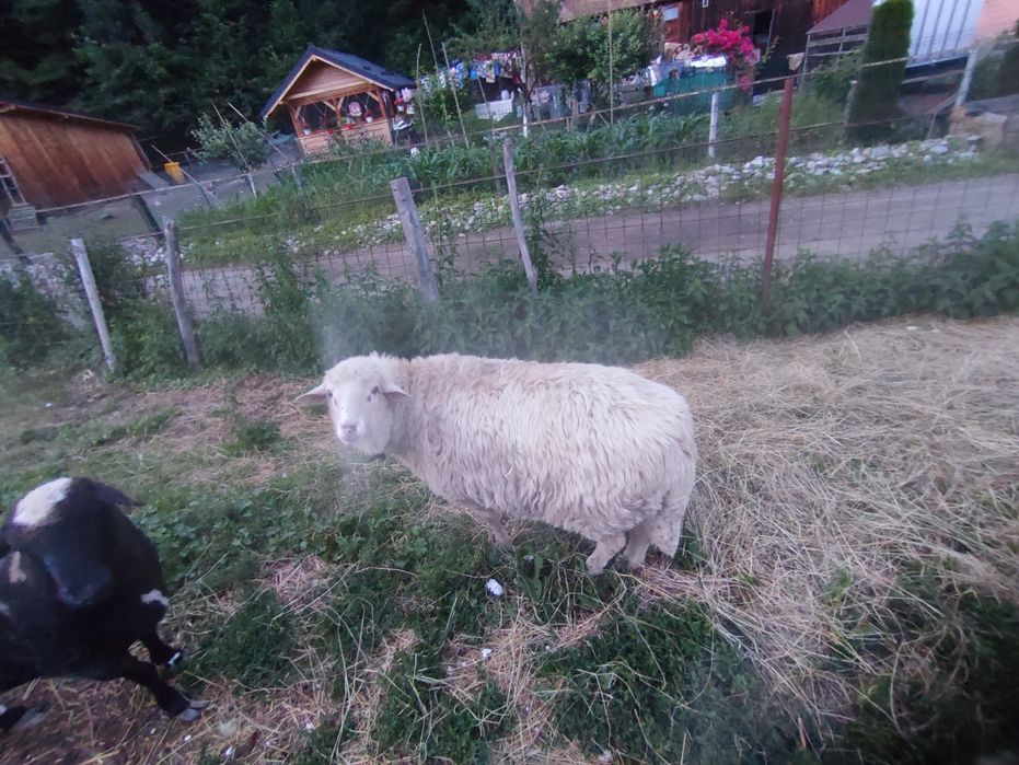 Vând 2 berbeci unul de 1 an și unul de 2 ani