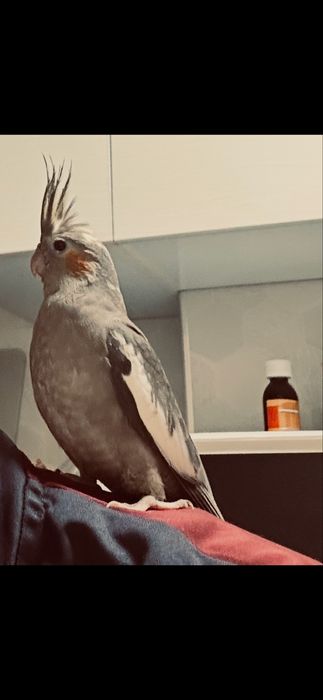 Ппапугай карелла