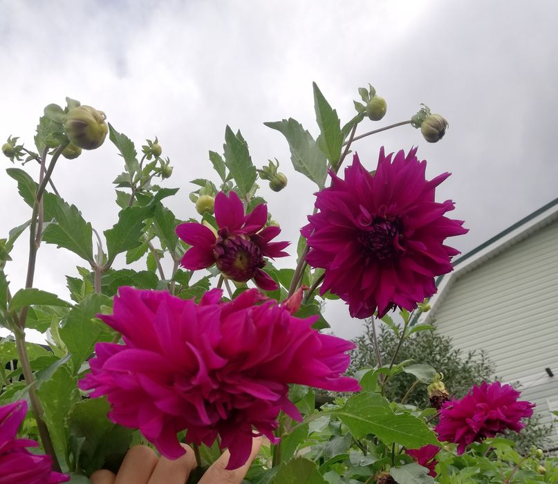 Георгины цветы в сад