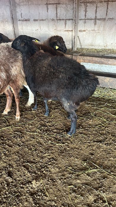 Кой сатылады 50000 ТГ жогары.