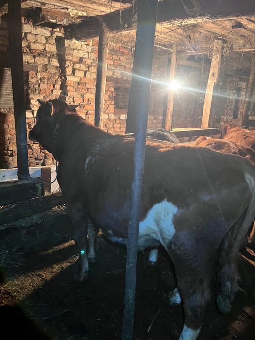 Продам 7 бычков!!!