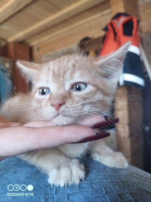 Отдадим бесплатно