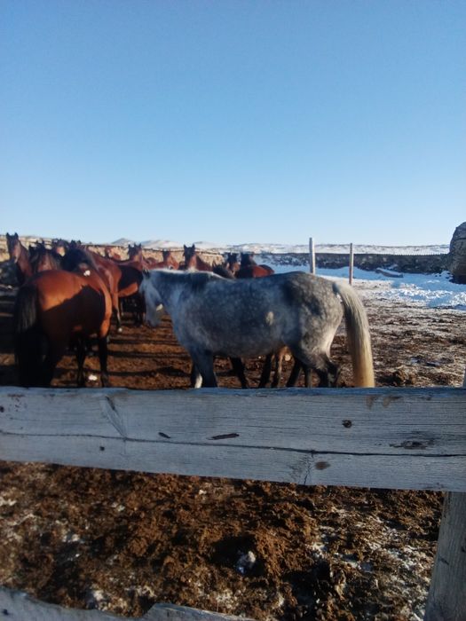 Бие сатылады 87754