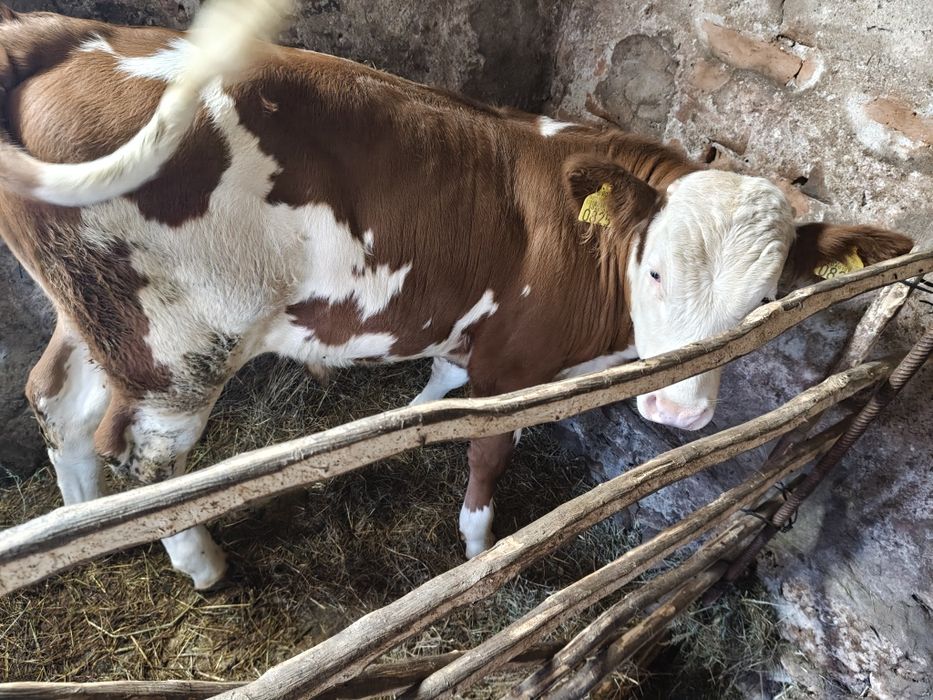Vând vițel bălțat