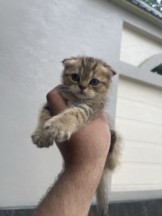 Скотиш.   фолд….