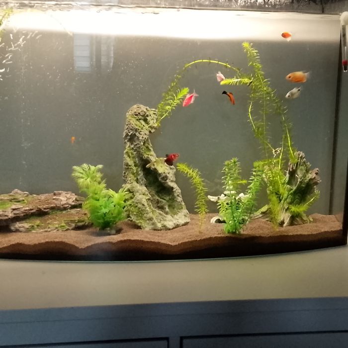 Продаю всех рыбок что на фото