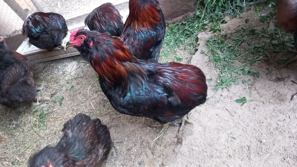 Cocoși Araucana  de vanzare