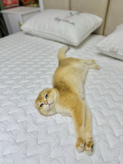 Vyazka zolotaya shinshila