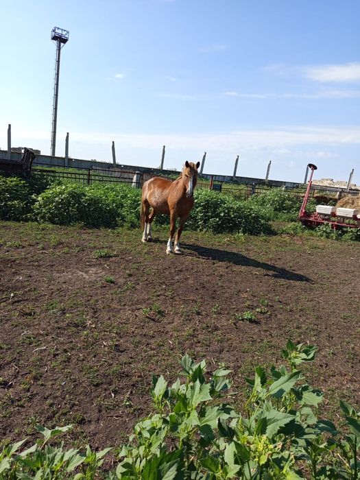 Продам Лошадь ( Мерин) 5 летка