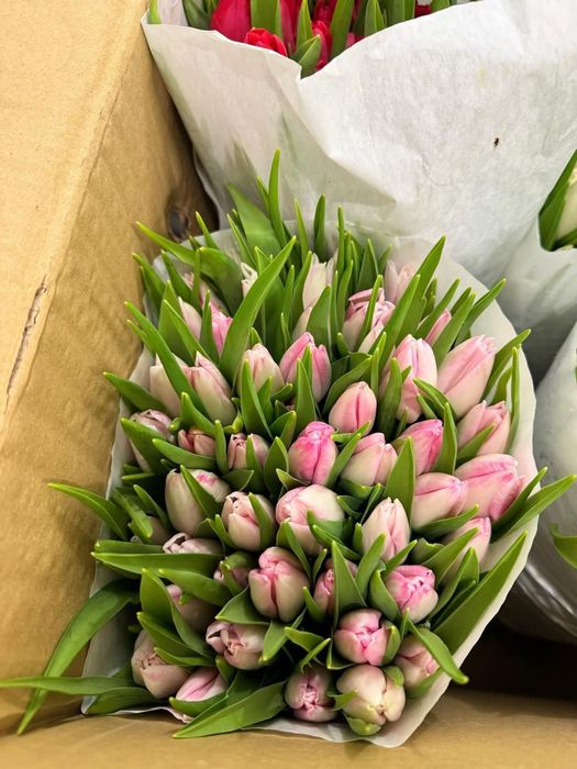 Голландский Тюльпаны оптом