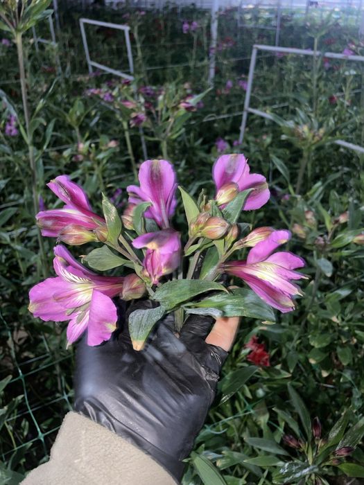 Корни альстромерии