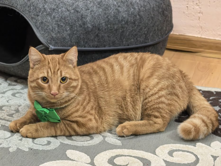 Отдам котика в хорошие руки