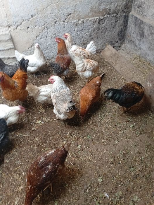 Кораздар сатылады