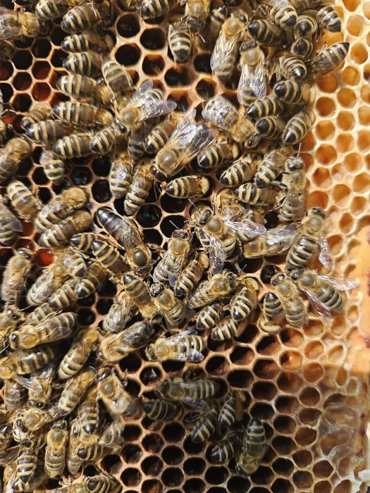 Vând familii de albine