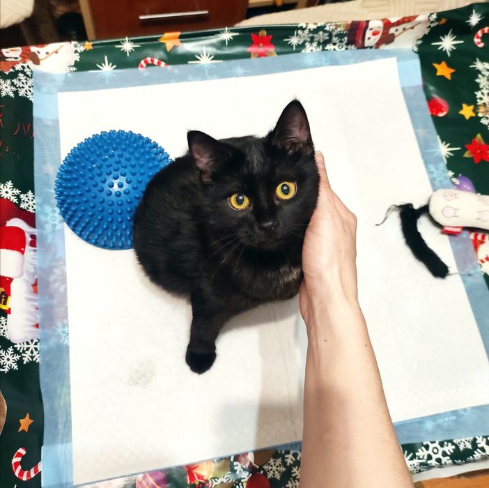 Căutăm Foster pentru un luptător mic .Pisic salvat de pe strada