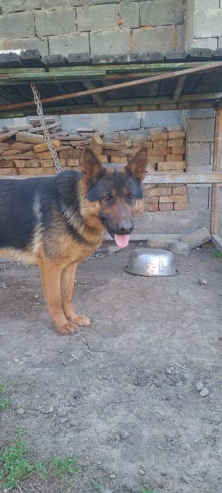 Продам немецкую овчарку !