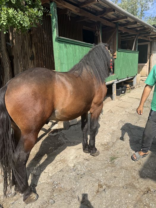 Vand manz de 2 ani si 4 luni