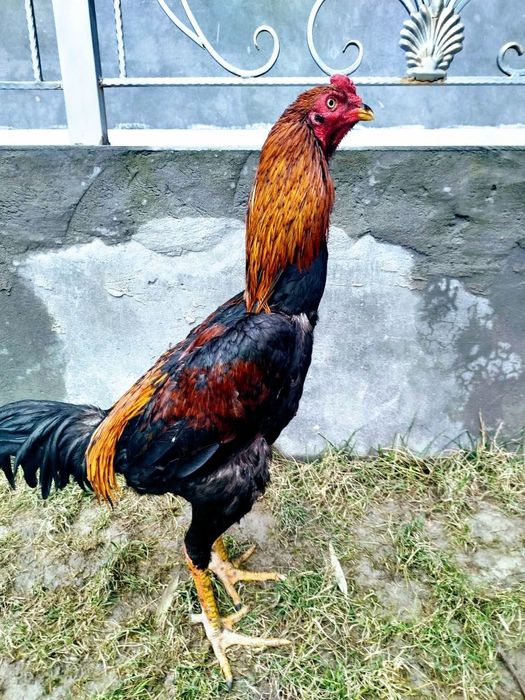 Sotiladi. Sog'lom toshkentda srochna