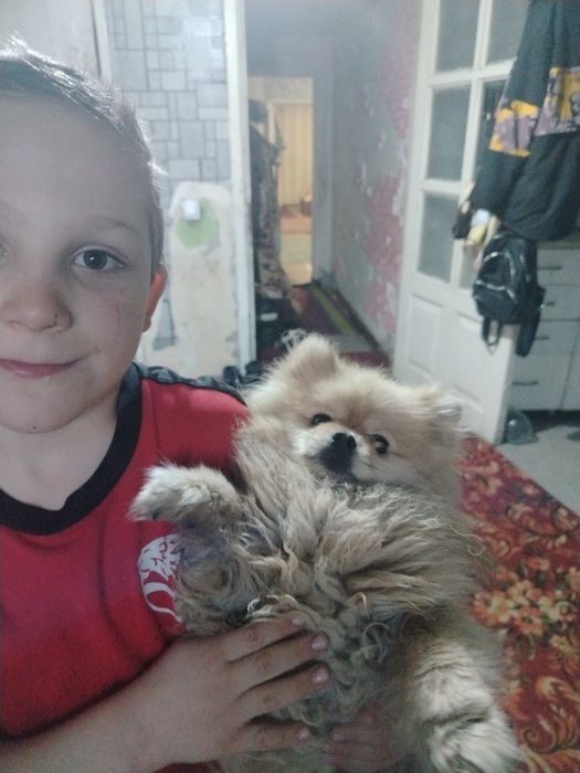 Немецкий шпиц, кобель, вязка