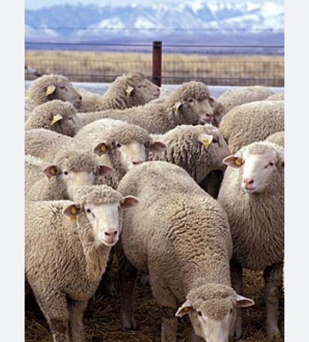 Қой сатылады. Продам баран