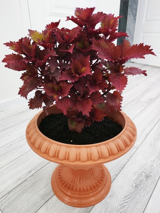 Комнатные цветы, доставка