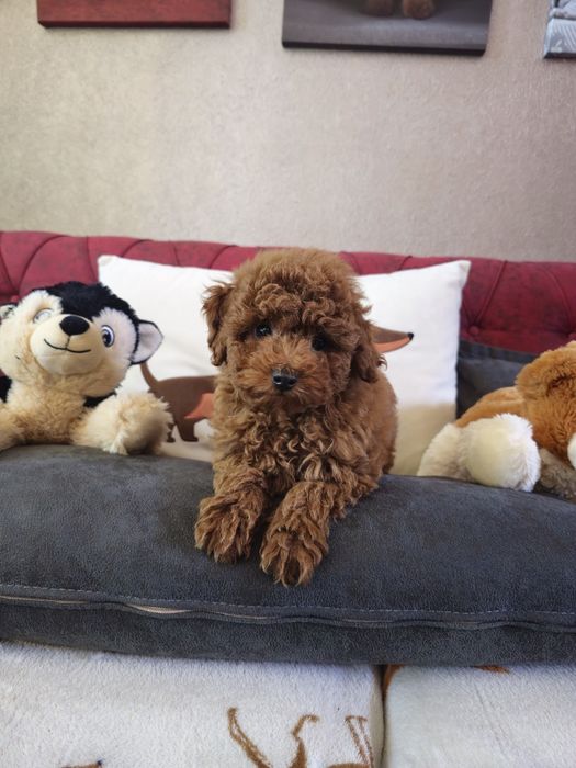 Мини пудел ред  ( Mini poodle red )