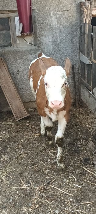 Vând vitica baltata românească