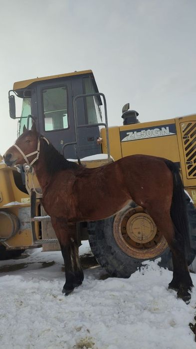 Айгыр шу аяк колы сау