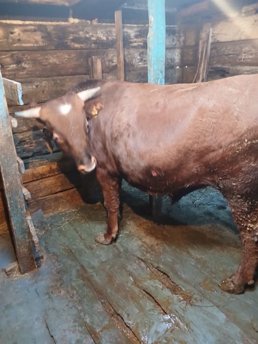 Продам Быка 1 год и 3 месяцев на откорме 6 месяцев