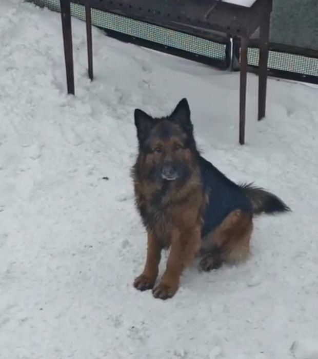 Щенки немецкой овчарки , девочки .