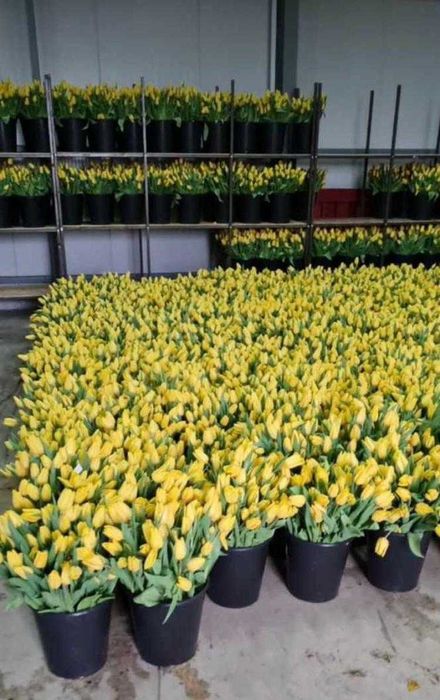 Тюльпаны оптом со склада Астаны