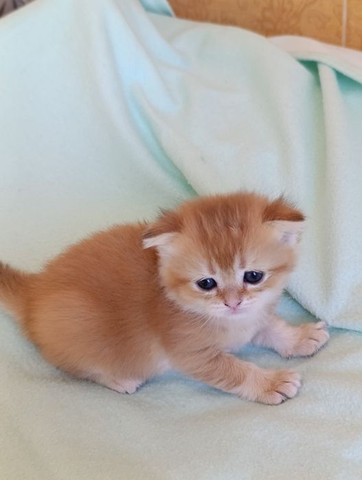 Scottish straight și fold  golden fetițe.