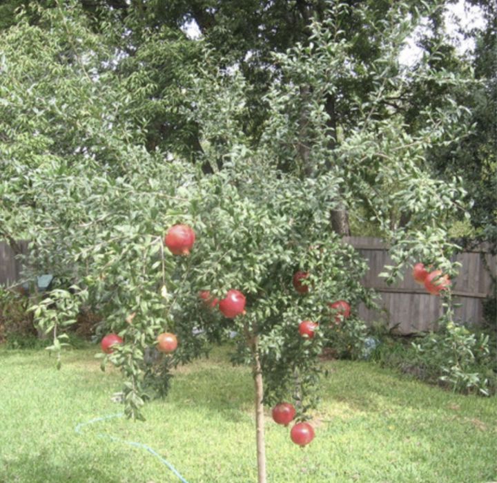 Rodiu guleisha rezistent