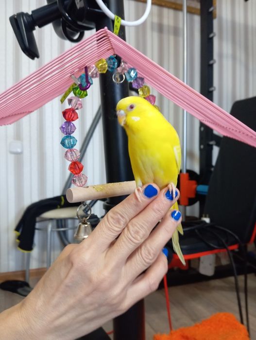 Продаётся попугай