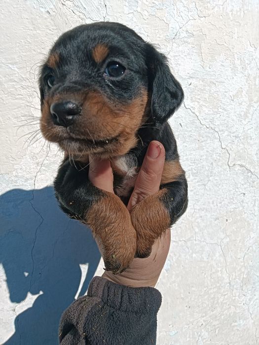 Щенок девочка 1.5 месяцев