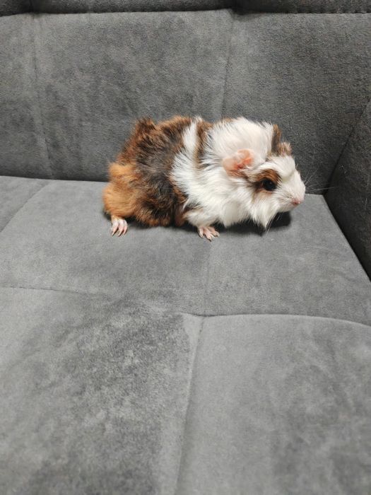 Продам молодых морских свинок.