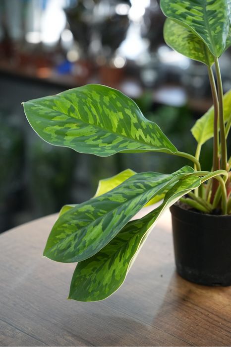 Хомаломена Камуфляж