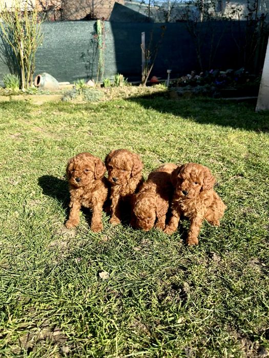 Пудел той/мини  Puddle toy/mini момчета и момиче със втора ваксина