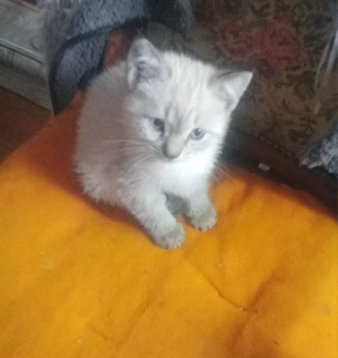 Отдам котят в добрые руки