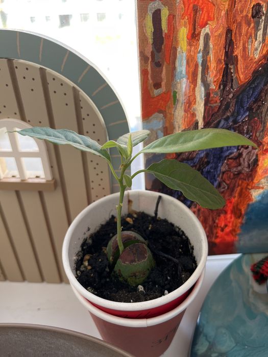 Продам  алоэ более 5 лет