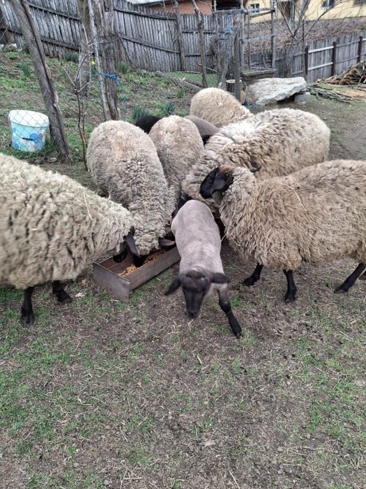 Vând oi carabase cu miei
