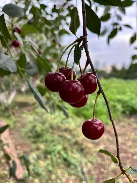 Продам спелую вишню