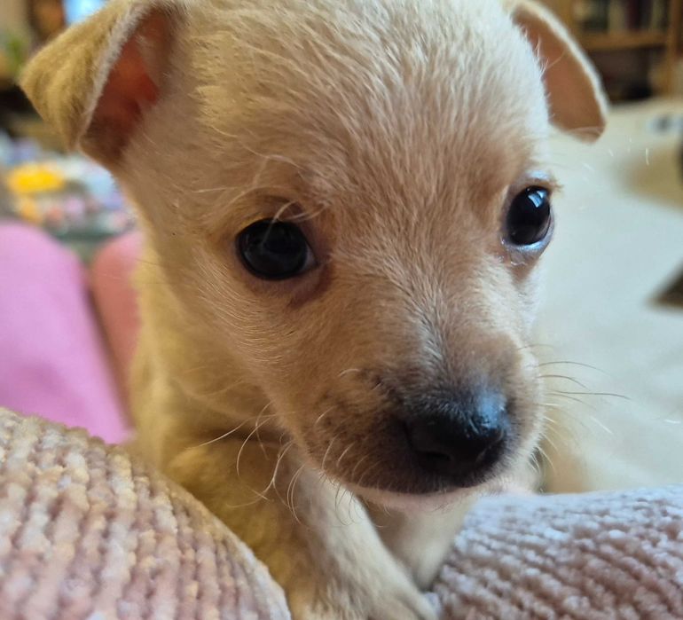 Мини пинчер момче и момиче