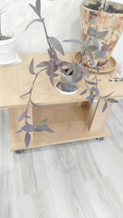 Продам комнатные цветы