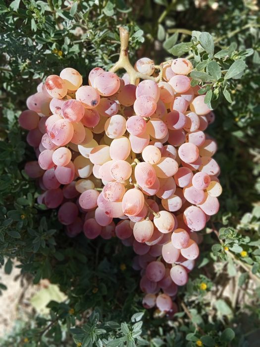 Продаются черенки винограда