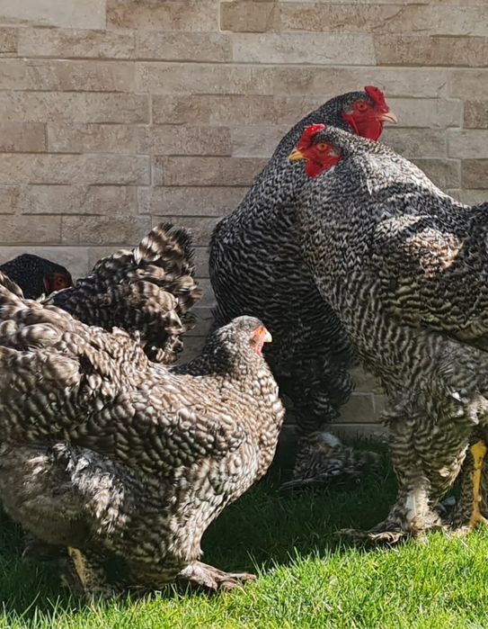 Vand Gaini,Cocosi,Familii Brahma diferite culori.Trimit în tara
