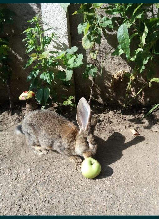 Disponibil uriaș german și alte rase