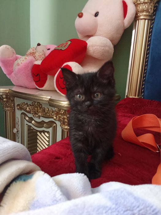 Mushuk bolasi uy mushugi